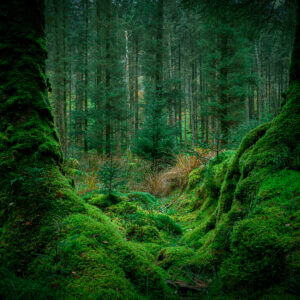 Geata an Chaonaigh (The Moss Gate)