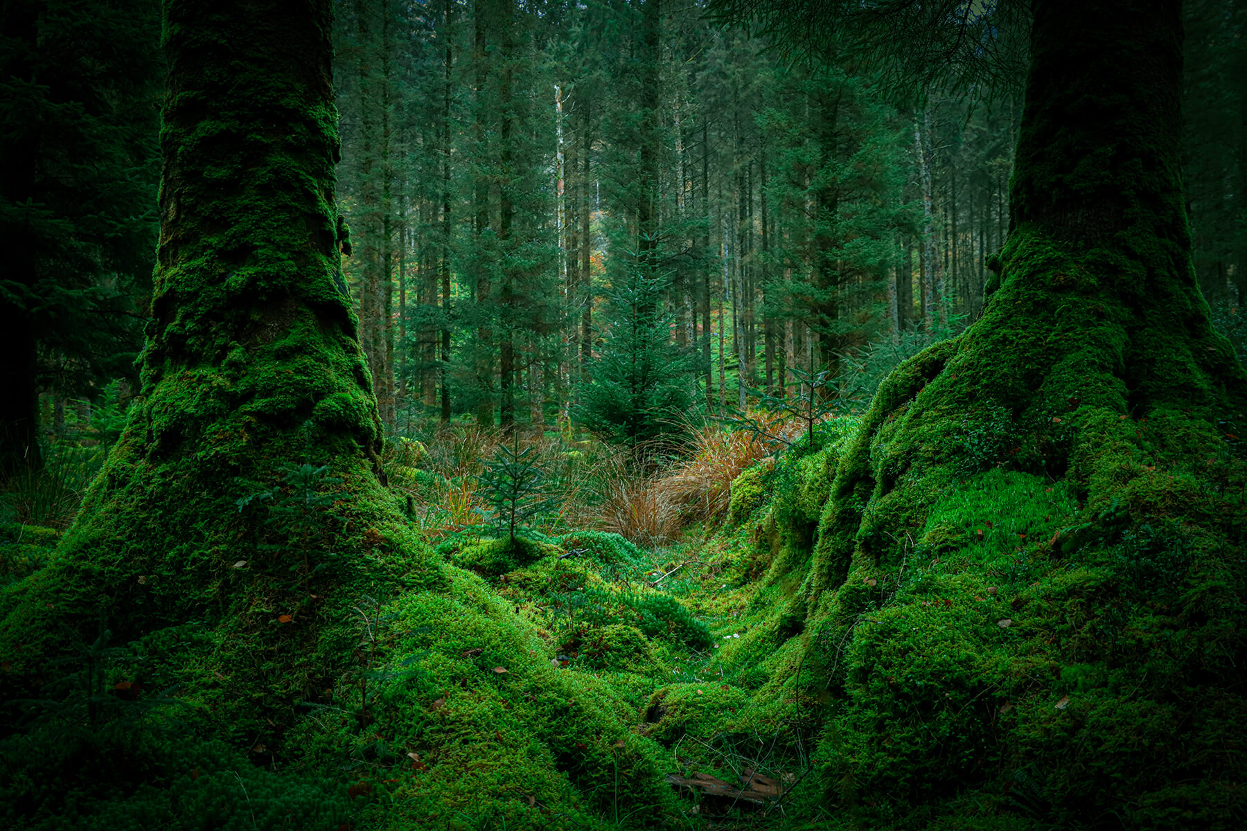 Geata an Chaonaigh (The Moss Gate)